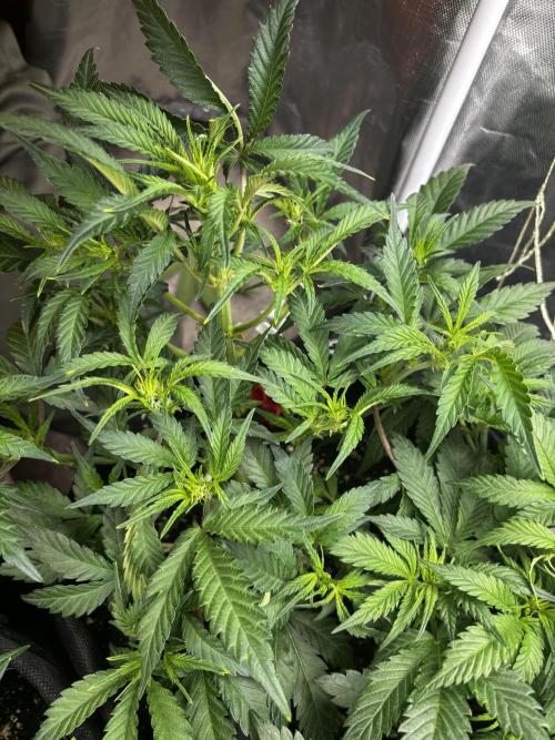 First test grow. Week 4