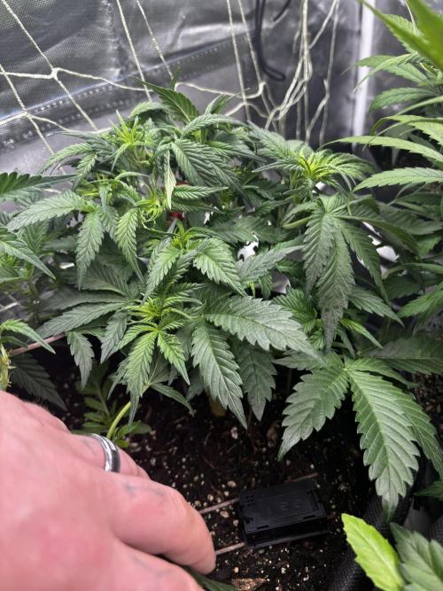 First test grow. Week 4