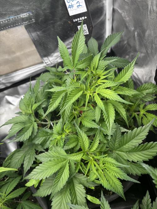 First test grow. Week 4