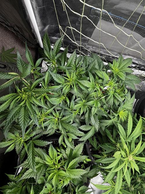 First test grow. Week 4