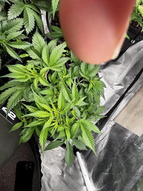 First test grow. Week 4