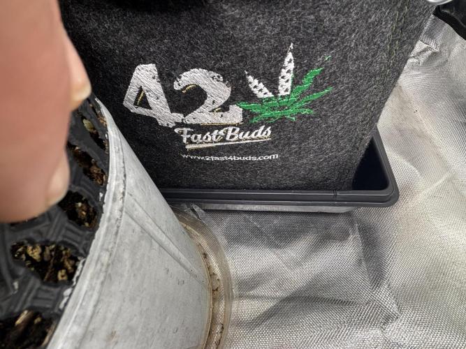 First test grow. Week 4