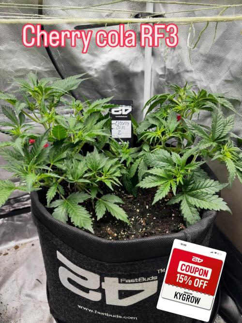 First test grow. Week 4