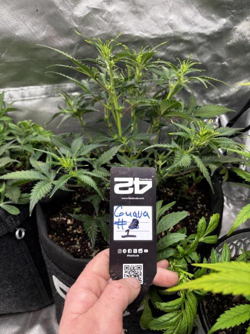 First test grow. Week 5
