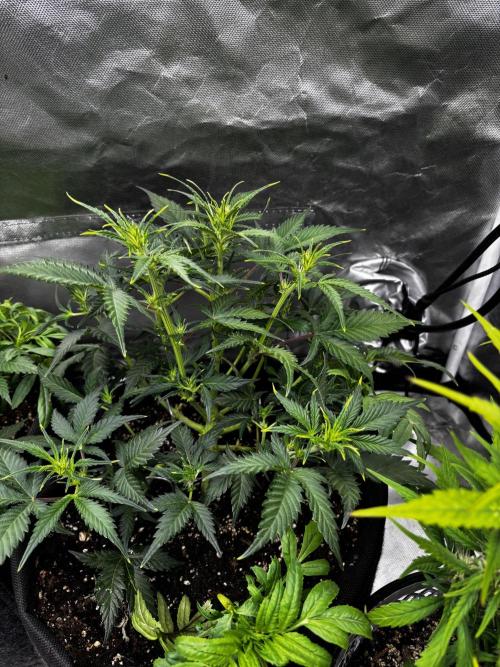 First test grow. Week 5