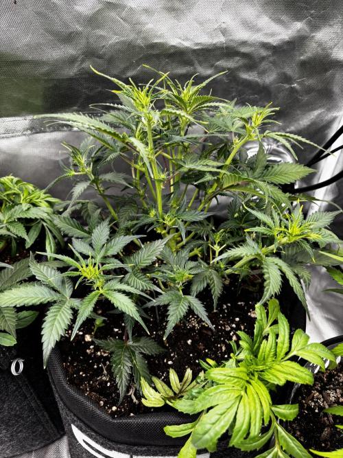 First test grow. Week 5
