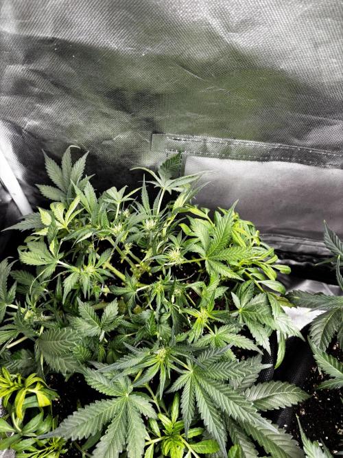 First test grow. Week 5