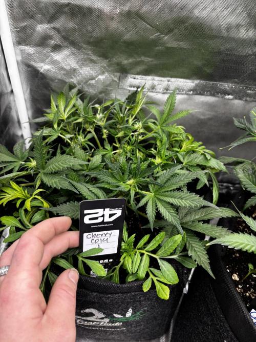 First test grow. Week 5