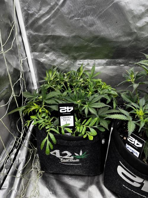 First test grow. Week 5