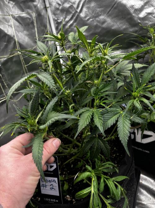 First test grow. Week 5