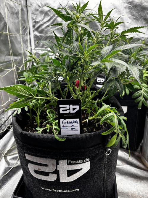 First test grow. Week 5