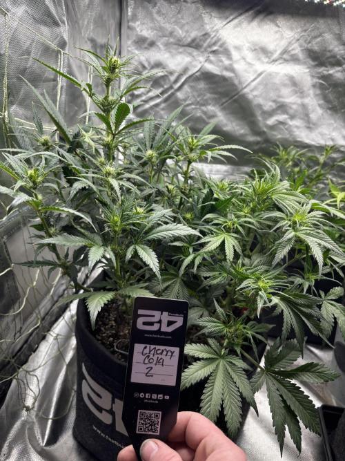 First test grow. Week 5