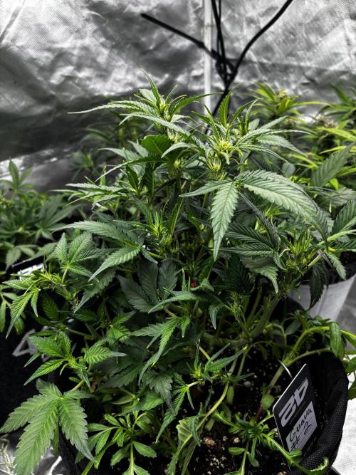 First test grow. Week 5