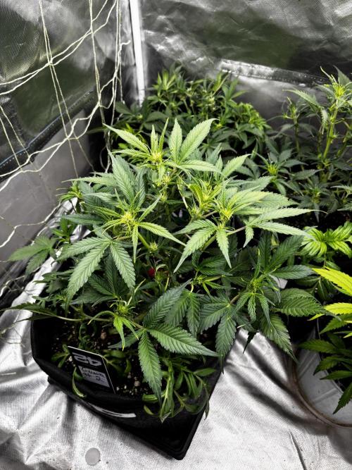 First test grow. Week 5