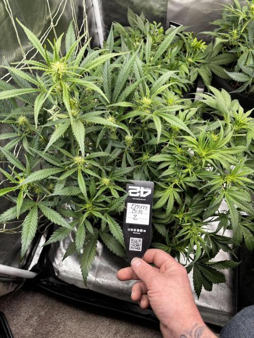 First test grow. Week 5