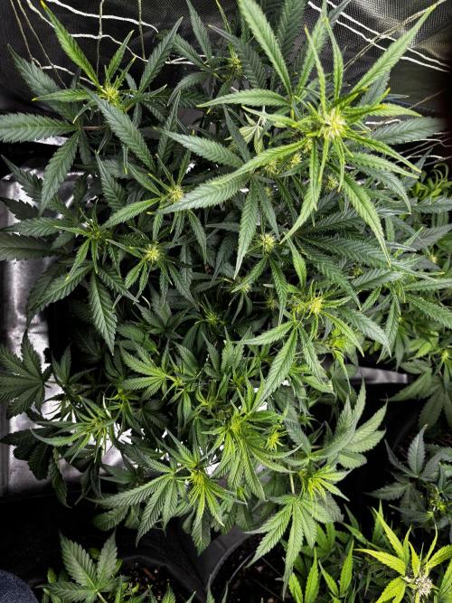 First test grow. Week 5