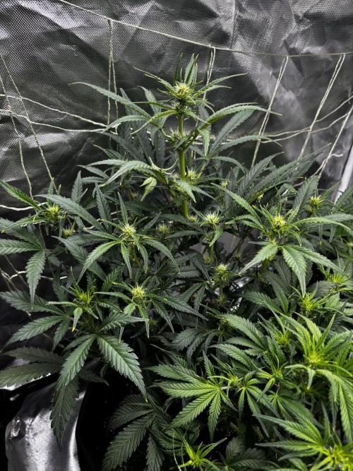 First test grow. Week 5