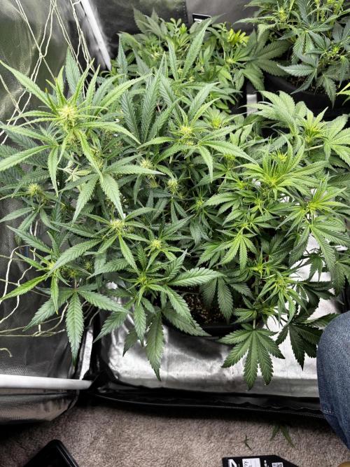 First test grow. Week 5