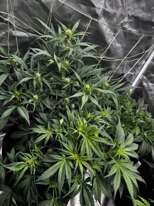 First test grow. Week 5