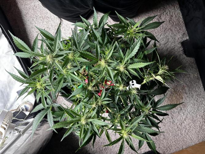 First test grow. Week 5