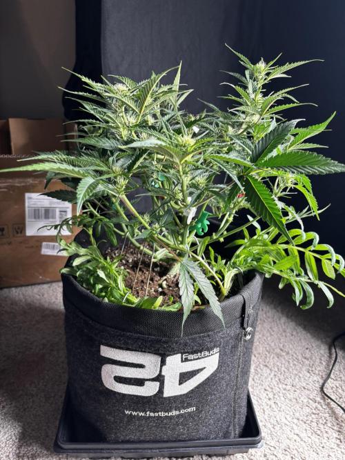 First test grow. Week 5