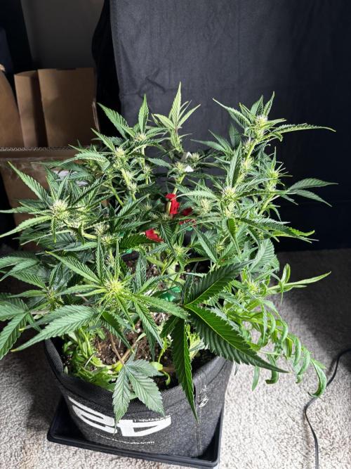 First test grow. Week 5