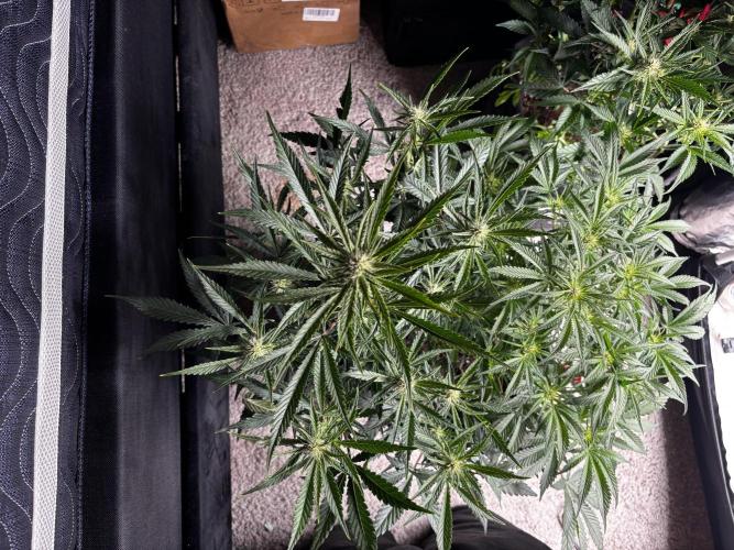 First test grow. Week 5