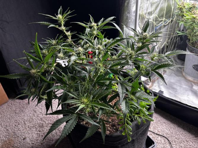 First test grow. Week 5