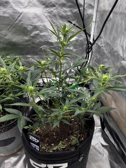 First test grow. Week 5