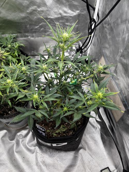 First test grow. Week 5