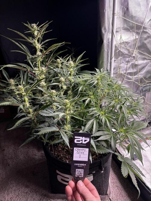 First test grow. Week 5