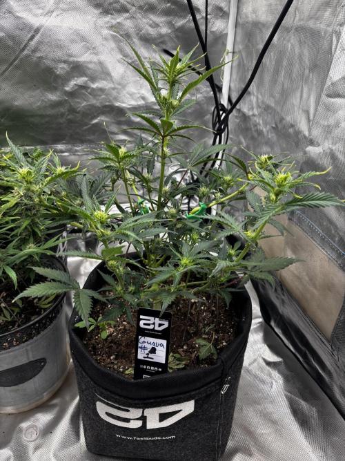 First test grow. Week 5