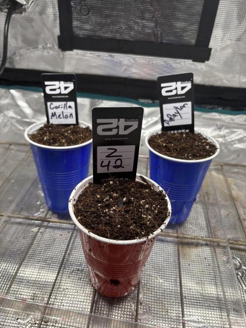 Fastbuds fems. Week 0