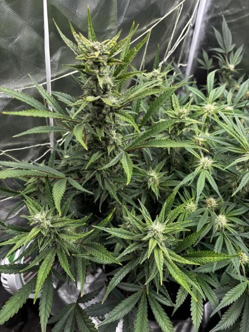 First test grow. Week 6