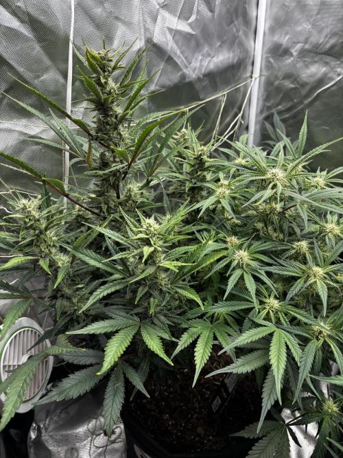 First test grow. Week 6