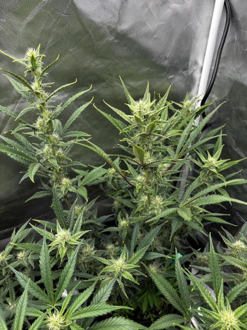 First test grow. Week 6