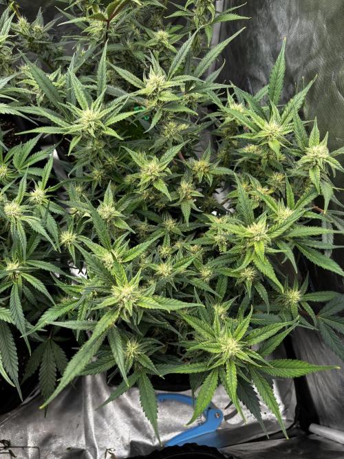 First test grow. Week 6