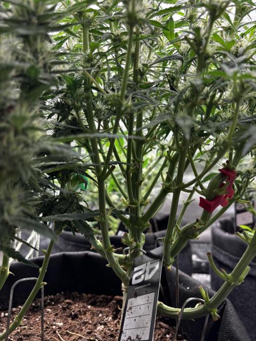 First test grow. Week 6