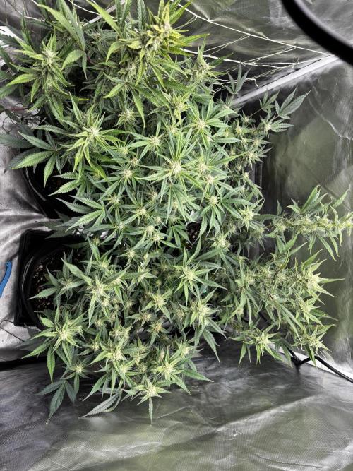 First test grow. Week 6