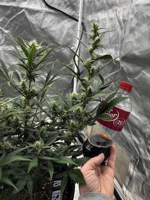 First test grow. Week 6