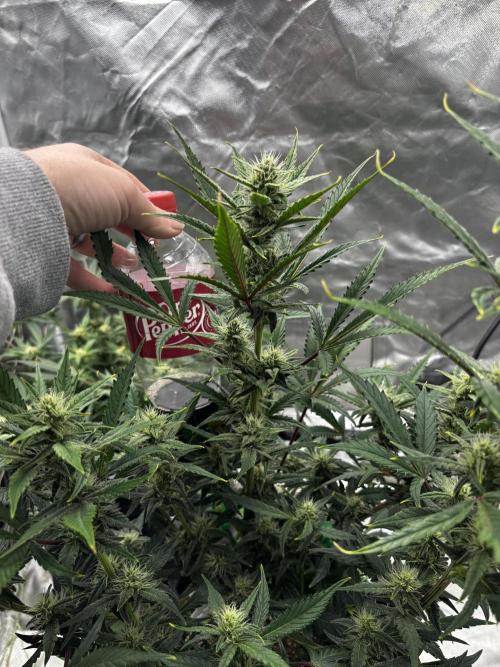 First test grow. Week 6