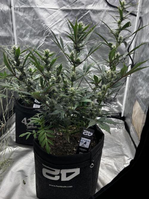 First test grow. Week 6