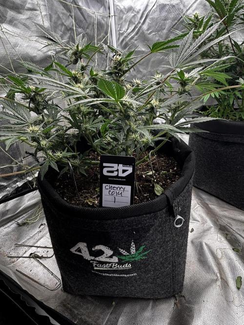 First test grow. Week 6