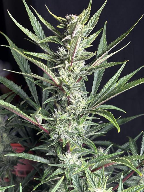First test grow. Week 6