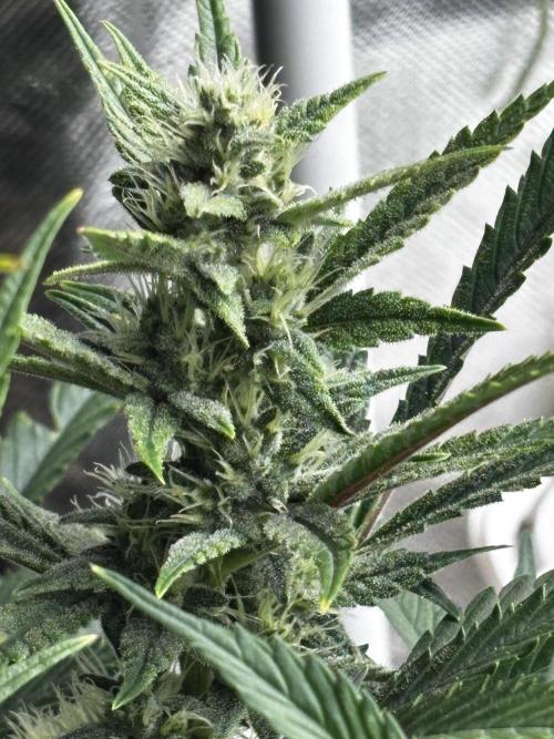 First test grow. Week 6