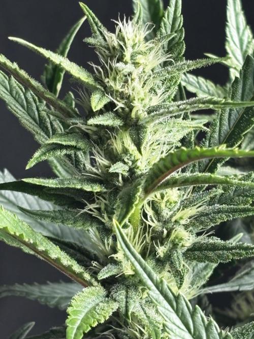 First test grow. Week 6