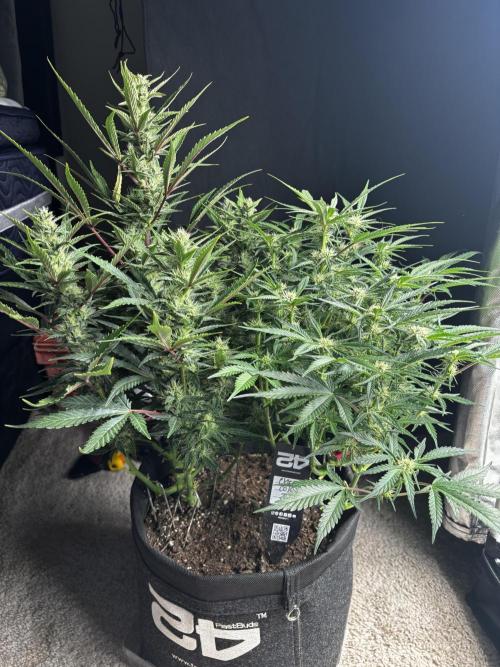 First test grow. Week 6