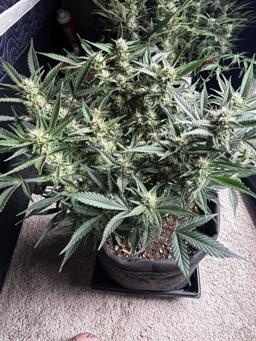 First test grow. Week 6