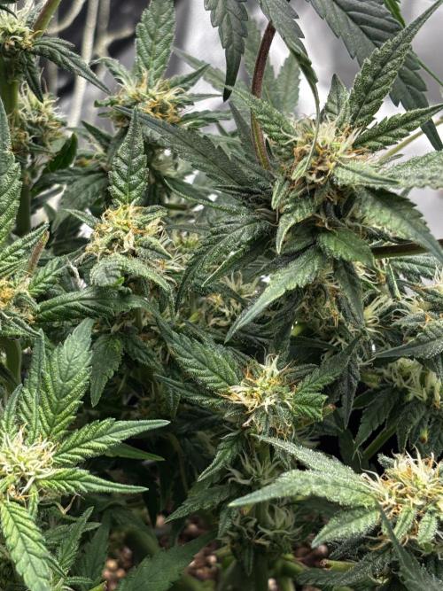 First test grow. Week 6