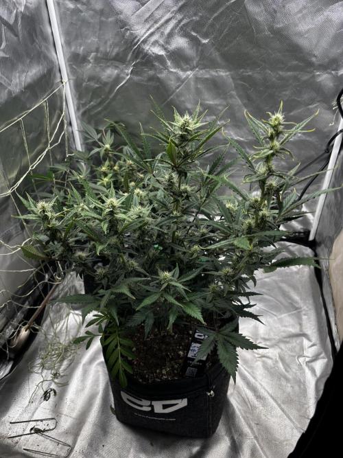 First test grow. Week 6